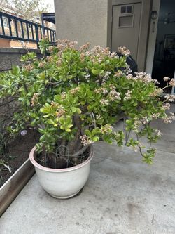 Large Jade Plant —Reduced!
