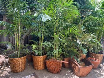 Artificial Trees