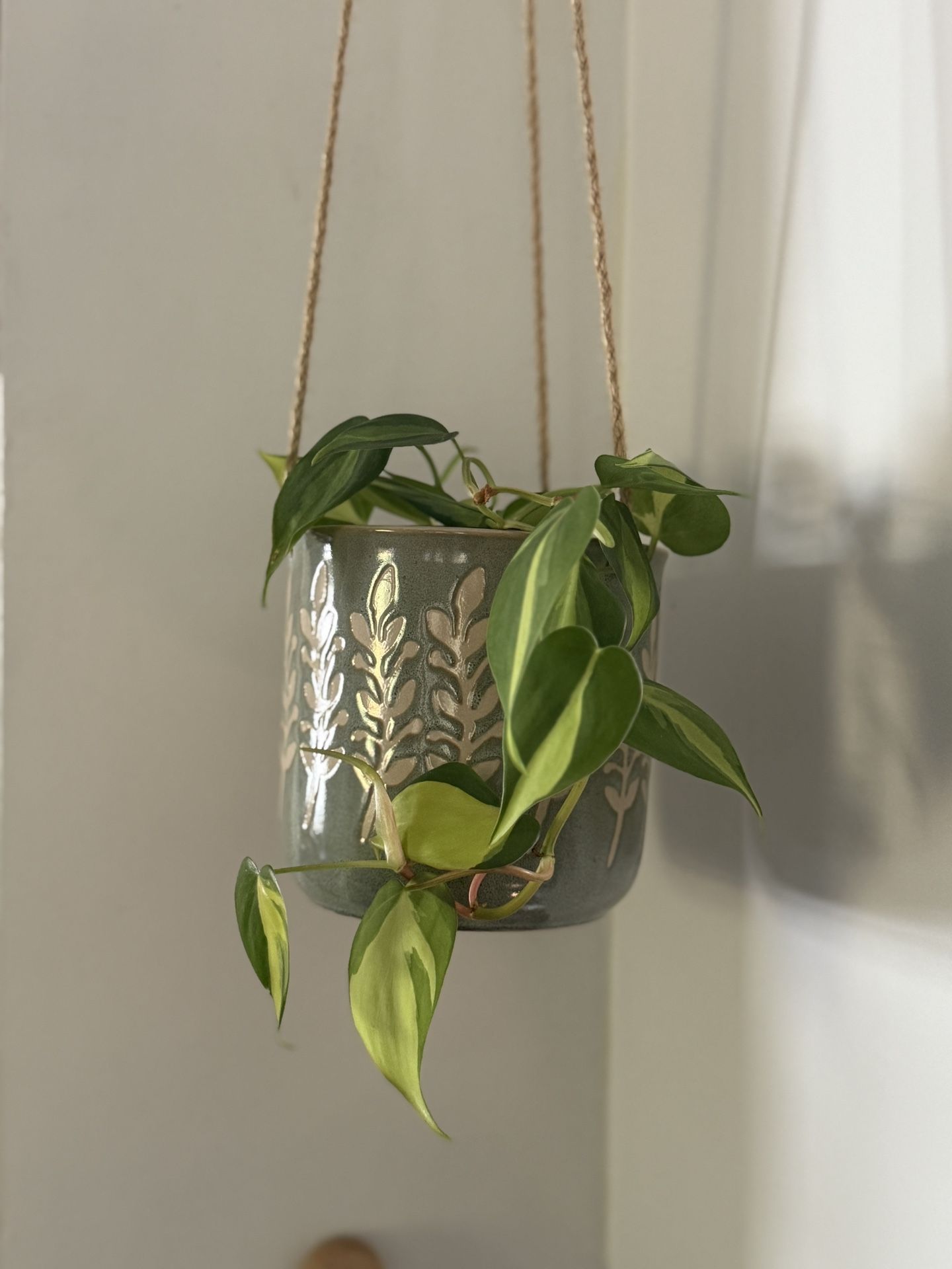 Philodendron Brasil Plant in Hanging Pot