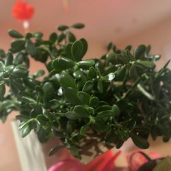 Gorgeous Jade Plant! 