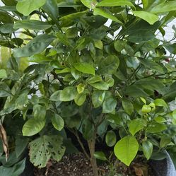 Calamansi Tree