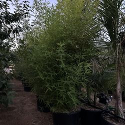 Golden Bamboo Plant  25gal 