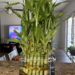 Beautiful  Plant 🌱  Plantas  Bamboo 