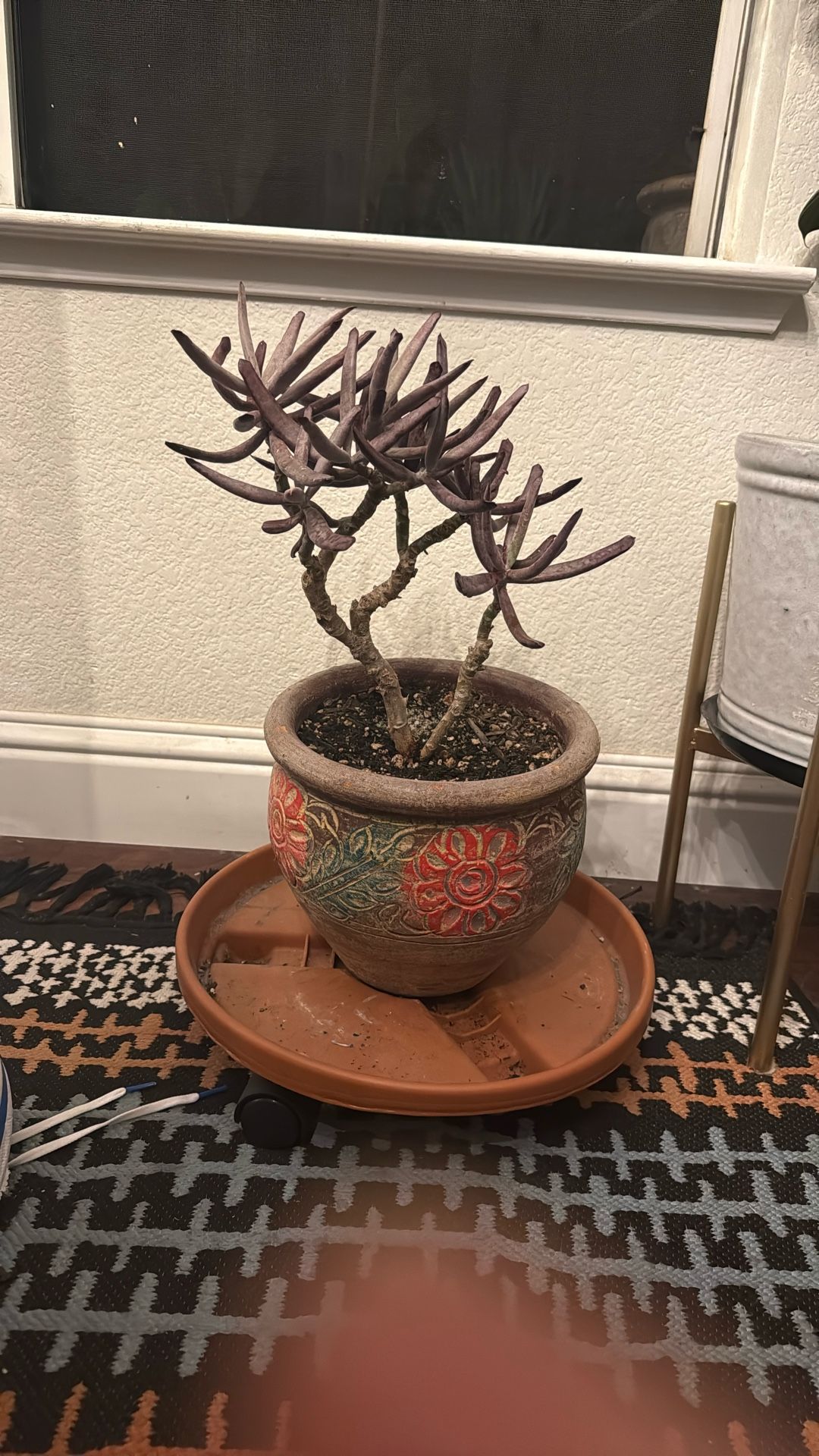 Lady Fingers Succulent With Pot 