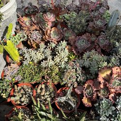 Succulent plants
