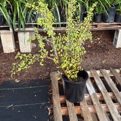 3 Feet Elephant Bush