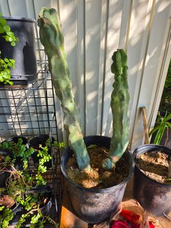 Totem pole cactus
