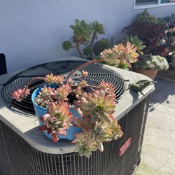 Variegated Succulent 