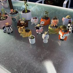 Cute Succulents in Animal Planters – Handmade by a 3-Year-Old!