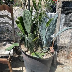Nopal, mimosa tree , century plant