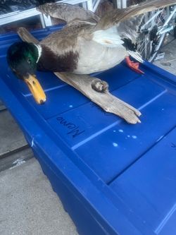 Stuffed bird