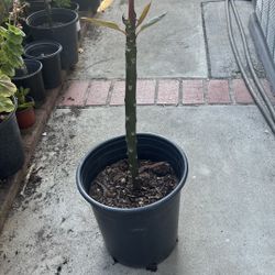 Plumeria