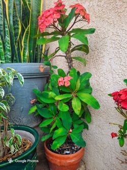 Crown of Thorns Plant in Terra Cotta Pot