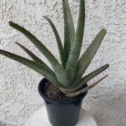 1.5 Gallon Pot of Succulent Plant - Aloe Vera - Aloe Officinalis Crosby’s Prolific - Established & Rooted - Drought Resistant - 🪴