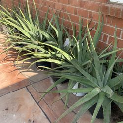 Huge Blowout Sale Clearance On All Plants For Sale