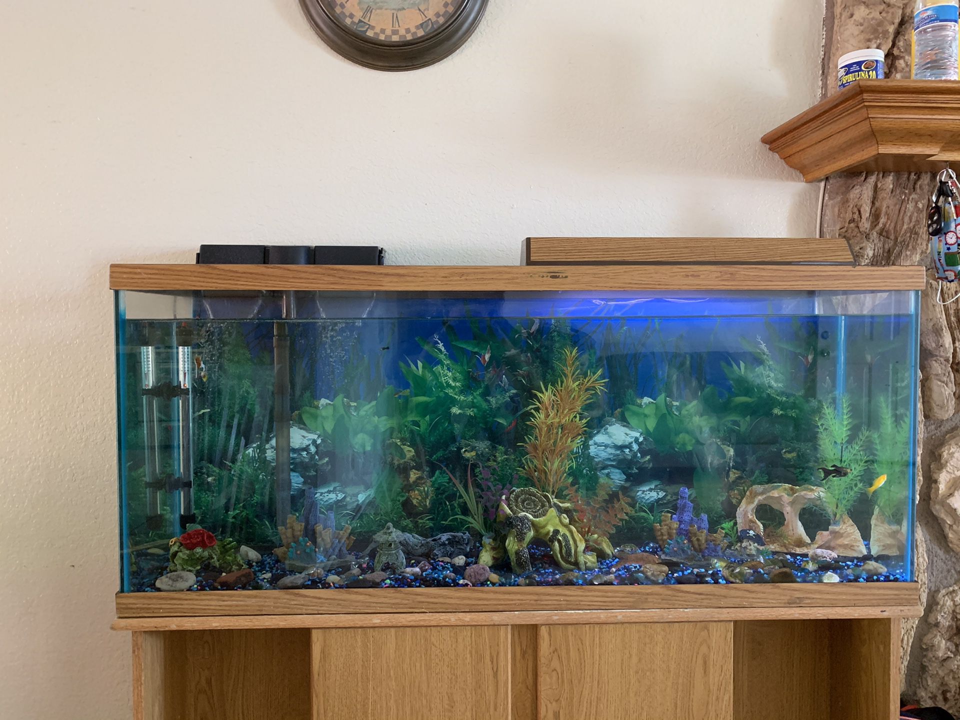 Fish Tank (Pesera)