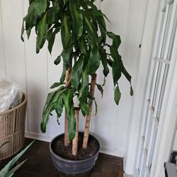 Dracaena House Plant