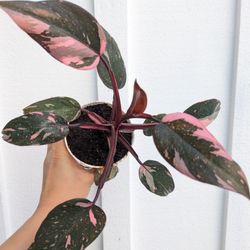 Philodendron Pink Princess Plant 4" Pot - Indoor House Plants