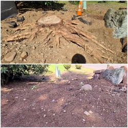 Stump Removal Made Easy