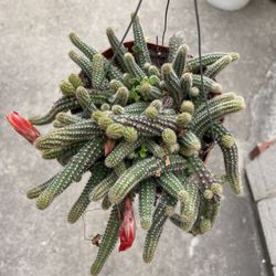 6in Pot Peanut Cactus Plant 