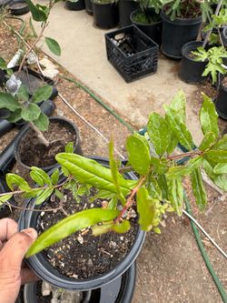 Pomegranate tree