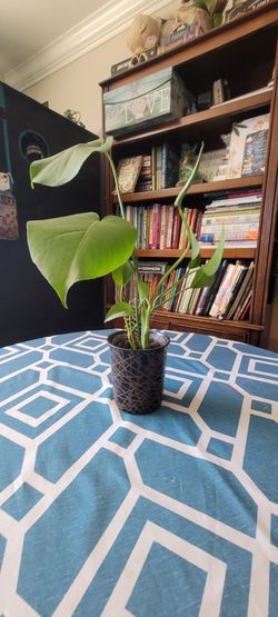 Monstera Pathos Houseplant