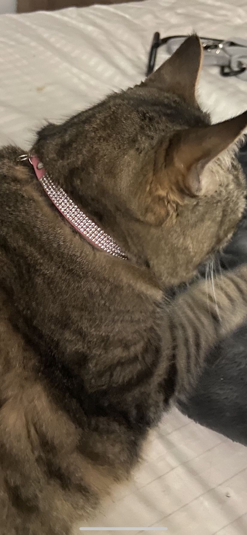 Rhinestone Collars For Kitty Cats