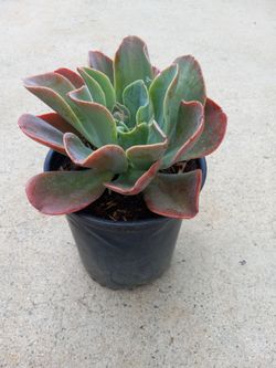 Beauty succulent Plant 6.00 dlls