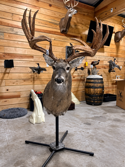 Large Whitetail Buck Taxidermy Shoulder Mount – Massive Wide Antler Rack