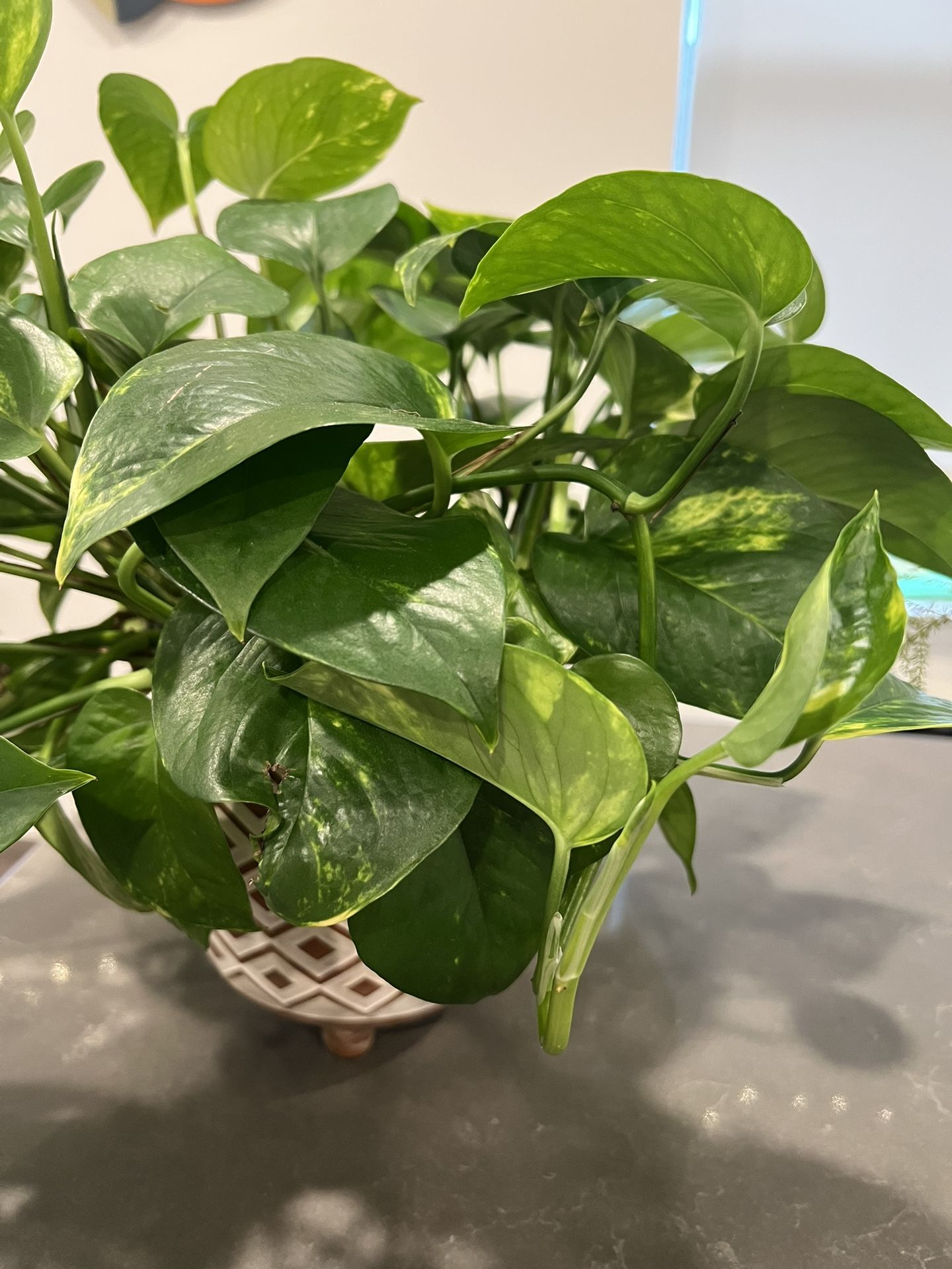 Pothos- Money Plant With Terracotta Planter