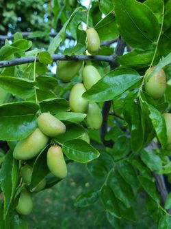GA866 Jujube