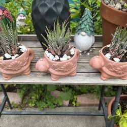 Succulents $6 Each More Succulents Differents Prices