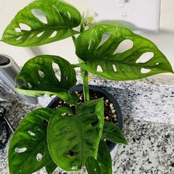 Monstera adansonii Swiss Cheese Live Plant in 6 inch Grower Pot