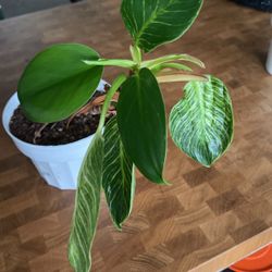 Dieffenbachia Or Philodendron Plant