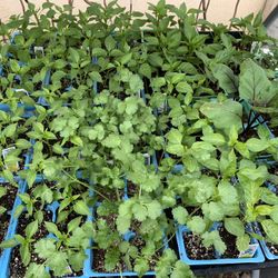 Veggies Plants Fruit Trees Rose Trees Queen Palms Olives Etc