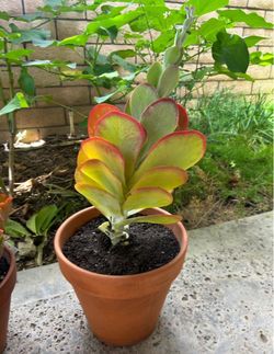 Succulent Plant in Terra Cotta Pot