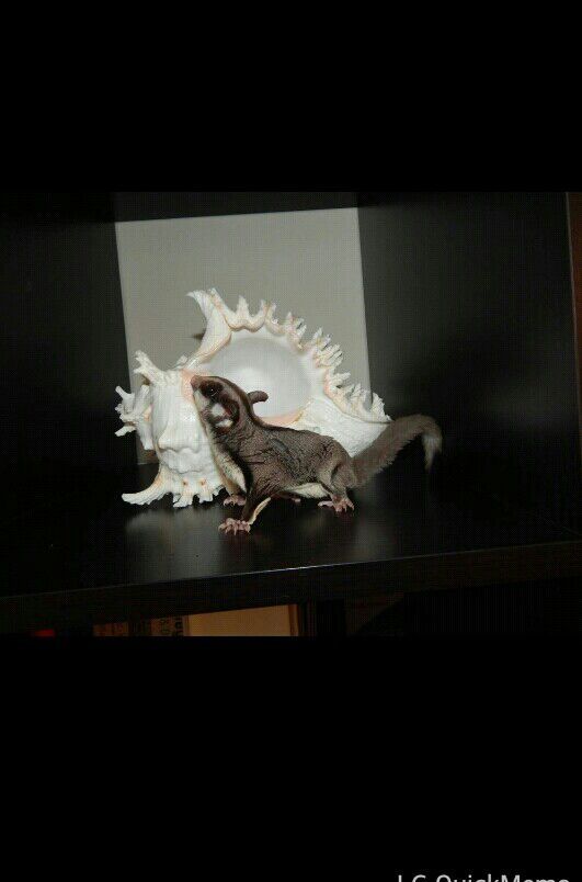 Sugarglider