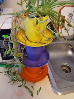 Plants