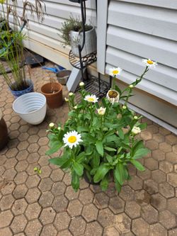 White daisies/Perennial