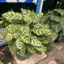  Assorted Calatheas In 3gls Pot. SPECIAL PRICE 🤩