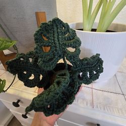 Crochet monstera plant