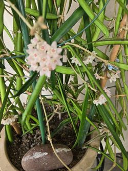 Hoya Shepherdii