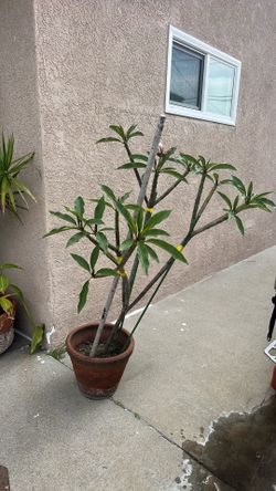 Planta de plumeria