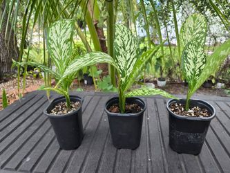 Dieffenbachia Potted Plants – Set of 3