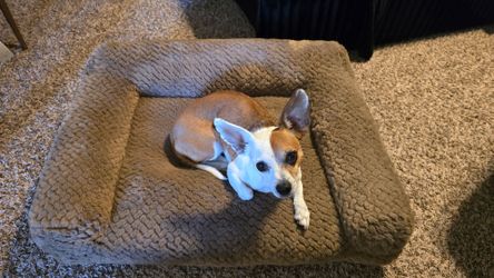 Small-Medium Dog Bed