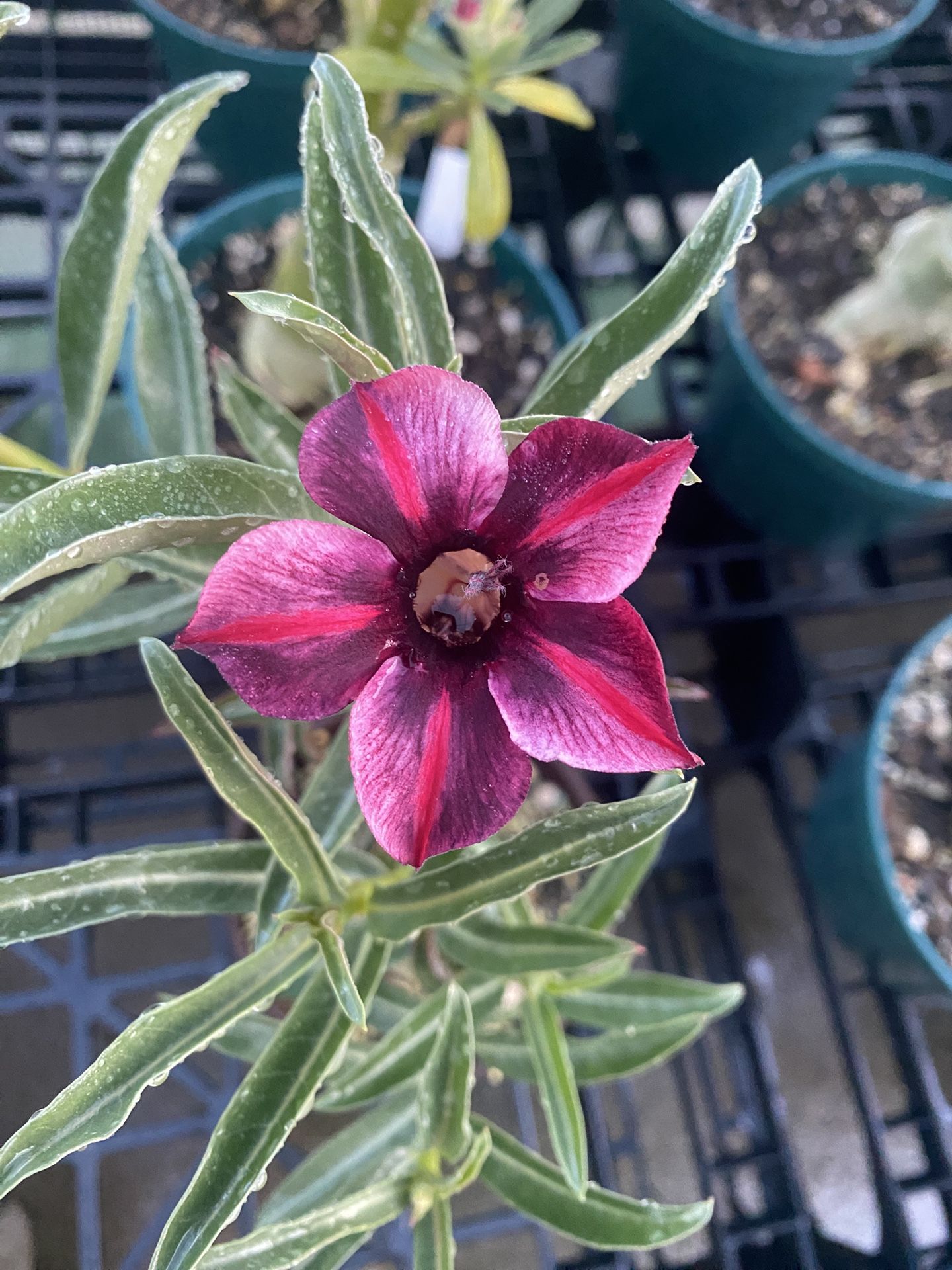 Adenium Obesum - Desert Rose - Over 2000 To Choose From