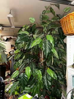 Tall Faux Tree