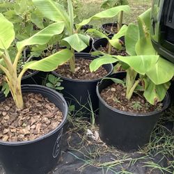 Tall Banana Trees 