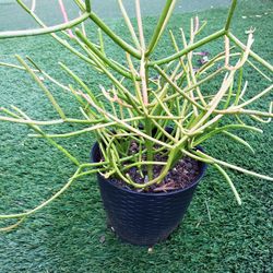 Fire Stick Succulents