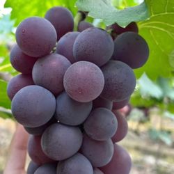 🍇 Grafted Kyoho Grape Vine – Premium Large, Sweet & High-Yield Variety